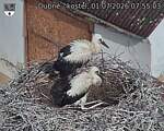 Capi_Dubne_20260701_075503.jpg