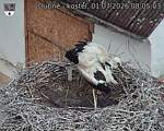 Capi_Dubne_20260701_080503.jpg