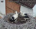 Capi_Dubne_20260701_081503.jpg