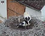 Capi_Dubne_20260701_082003.jpg