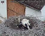 Capi_Dubne_20260701_082503.jpg