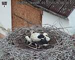 Capi_Dubne_20260701_083003.jpg
