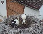 Capi_Dubne_20260701_084003.jpg