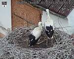 Capi_Dubne_20260701_084503.jpg