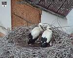 Capi_Dubne_20260701_085003.jpg