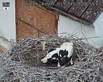 Capi_Dubne_20260701_085503.jpg