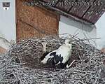 Capi_Dubne_20260701_090503.jpg