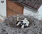 Capi_Dubne_20260701_091003.jpg