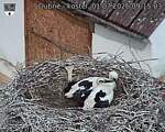 Capi_Dubne_20260701_091503.jpg