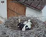 Capi_Dubne_20260701_092503.jpg