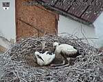 Capi_Dubne_20260701_094003.jpg
