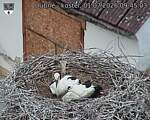 Capi_Dubne_20260701_094503.jpg
