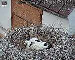 Capi_Dubne_20260701_095003.jpg