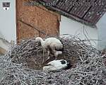 Capi_Dubne_20260701_100504.jpg