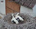 Capi_Dubne_20260701_103003.jpg