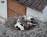 Capi_Dubne_20260701_103503.jpg