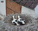Capi_Dubne_20260701_104003.jpg