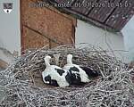 Capi_Dubne_20260701_104503.jpg
