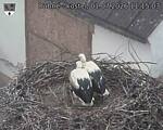 Capi_Dubne_20260701_111503.jpg