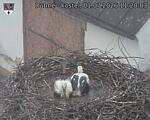 Capi_Dubne_20260701_112003.jpg