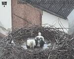 Capi_Dubne_20260701_113003.jpg