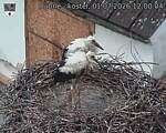 Capi_Dubne_20260701_120004.jpg