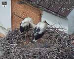 Capi_Dubne_20260701_122003.jpg