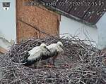 Capi_Dubne_20260701_123503.jpg