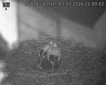 Capi_Dubne_20260701_220002.jpg