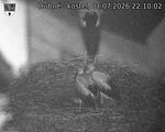 Capi_Dubne_20260701_221002.jpg