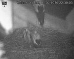 Capi_Dubne_20260701_223003.jpg