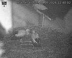 Capi_Dubne_20260701_224002.jpg
