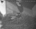 Capi_Dubne_20260701_224503.jpg