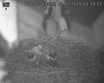Capi_Dubne_20260701_225002.jpg