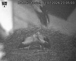 Capi_Dubne_20260701_230503.jpg