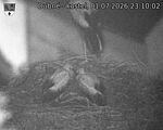 Capi_Dubne_20260701_231002.jpg