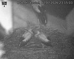 Capi_Dubne_20260701_231503.jpg