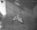 Capi_Dubne_20260701_234503.jpg