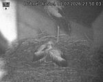 Capi_Dubne_20260701_235003.jpg