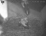Capi_Dubne_20260702_001503.jpg