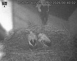 Capi_Dubne_20260702_004002.jpg
