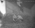 Capi_Dubne_20260702_005003.jpg