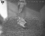 Capi_Dubne_20260702_021503.jpg