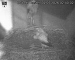Capi_Dubne_20260702_024002.jpg