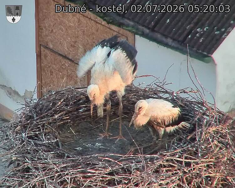 Capi_Dubne_20260702_052003.jpg (1350&nbsp;x&nbsp;1080)