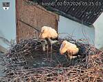 Capi_Dubne_20260702_052503.jpg