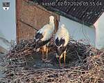 Capi_Dubne_20260702_055504.jpg