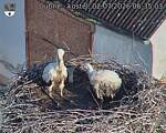 Capi_Dubne_20260702_063503.jpg