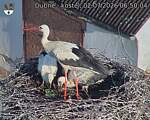Capi_Dubne_20260702_065004.jpg
