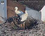 Capi_Dubne_20260702_065503.jpg